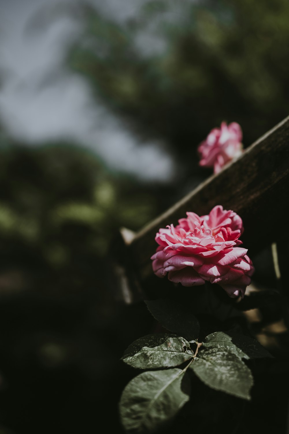 focus photography of pink roses