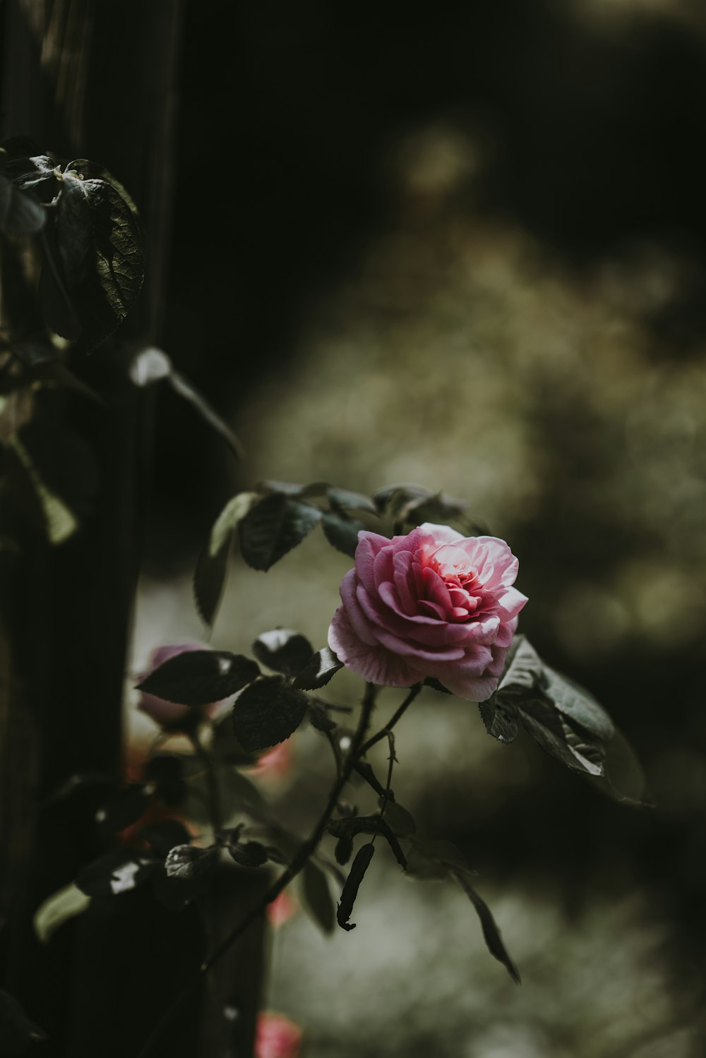 Photographie sélective de la rose rose