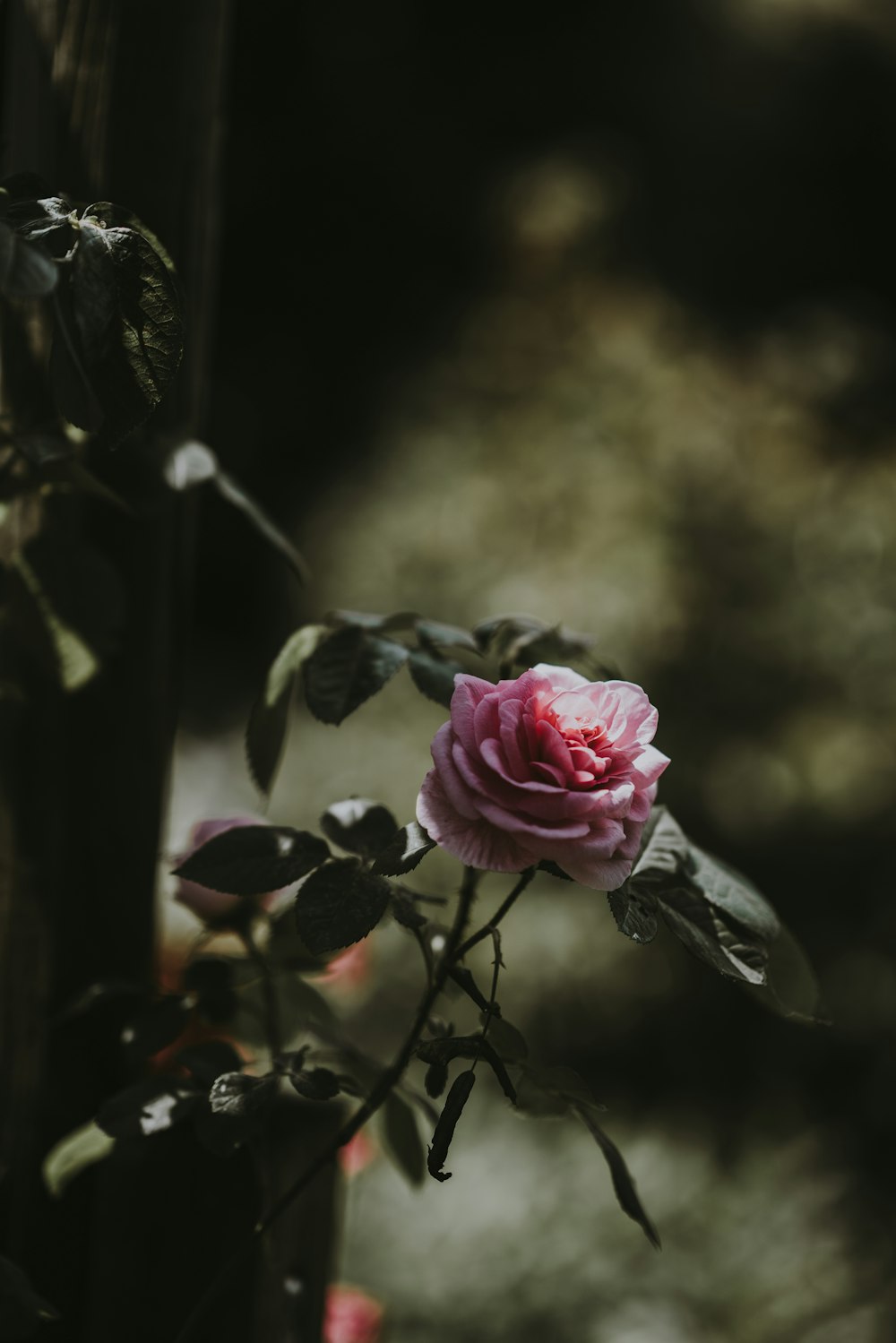 selective focus photography of pink rose