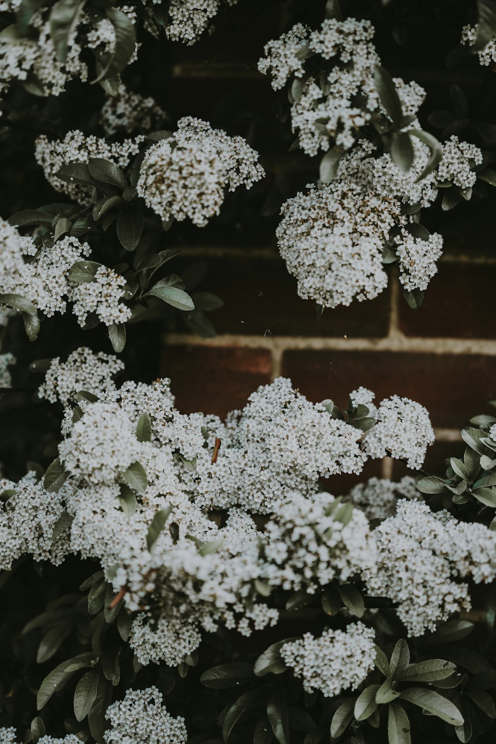 Foto de flores de hortensias blancas