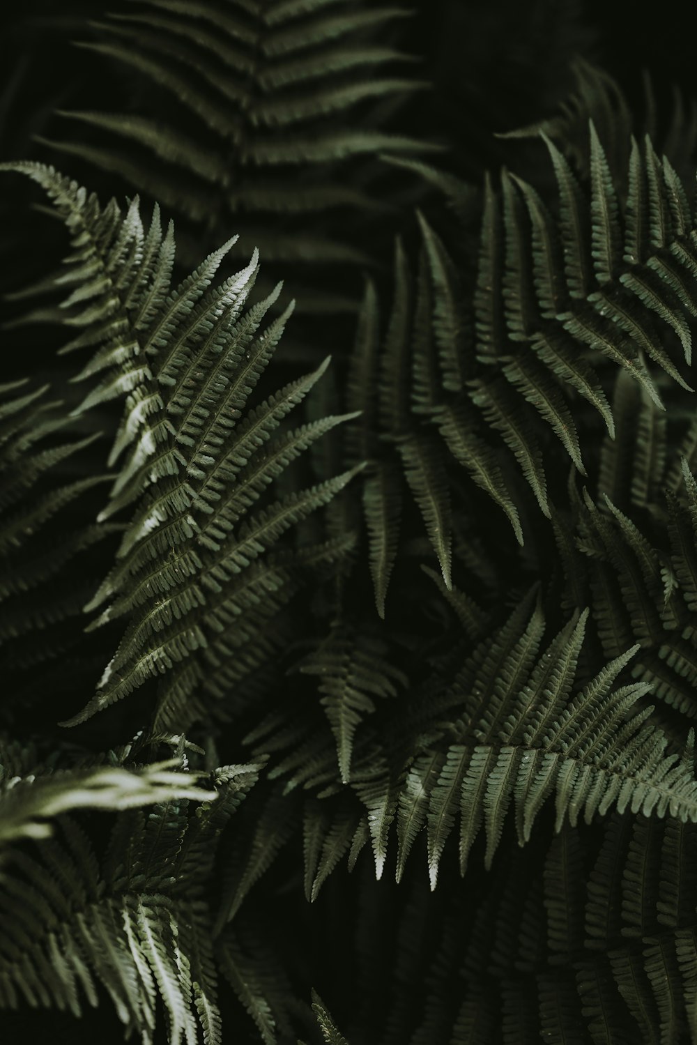 緑のシダ植物のクローズアップ写真