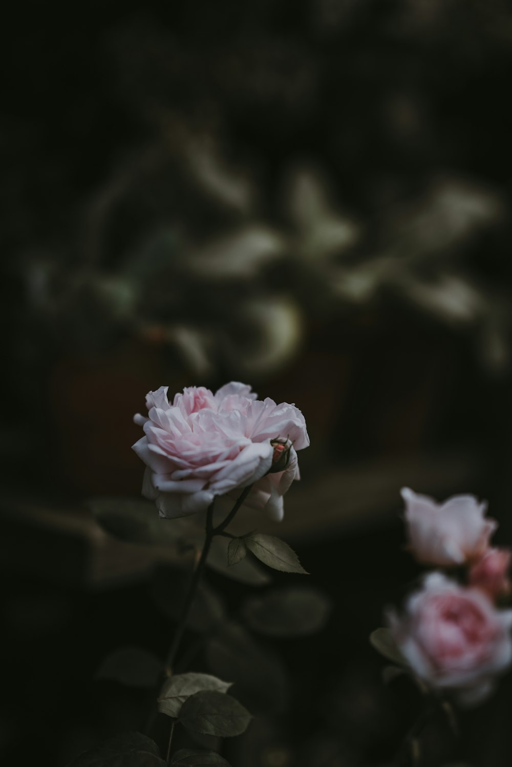 Selektive Fokusfotografie der rosa Rose