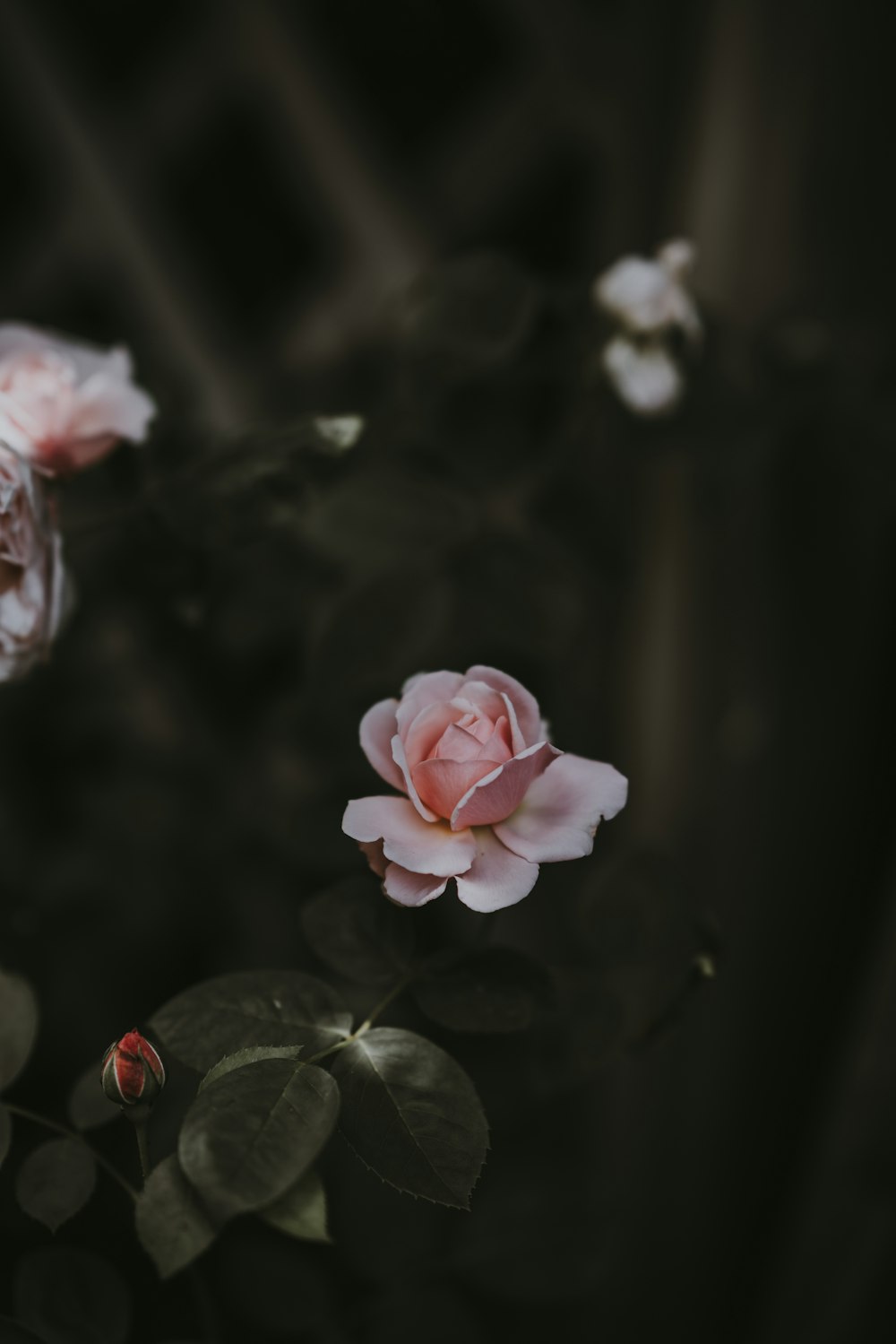 selective focus photo o pink rose