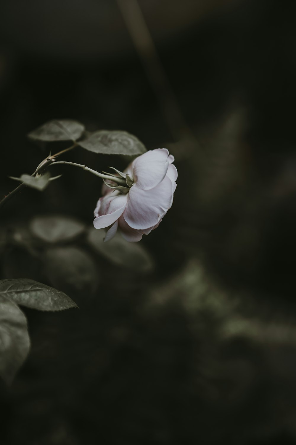 a white flower with green leaves in the background