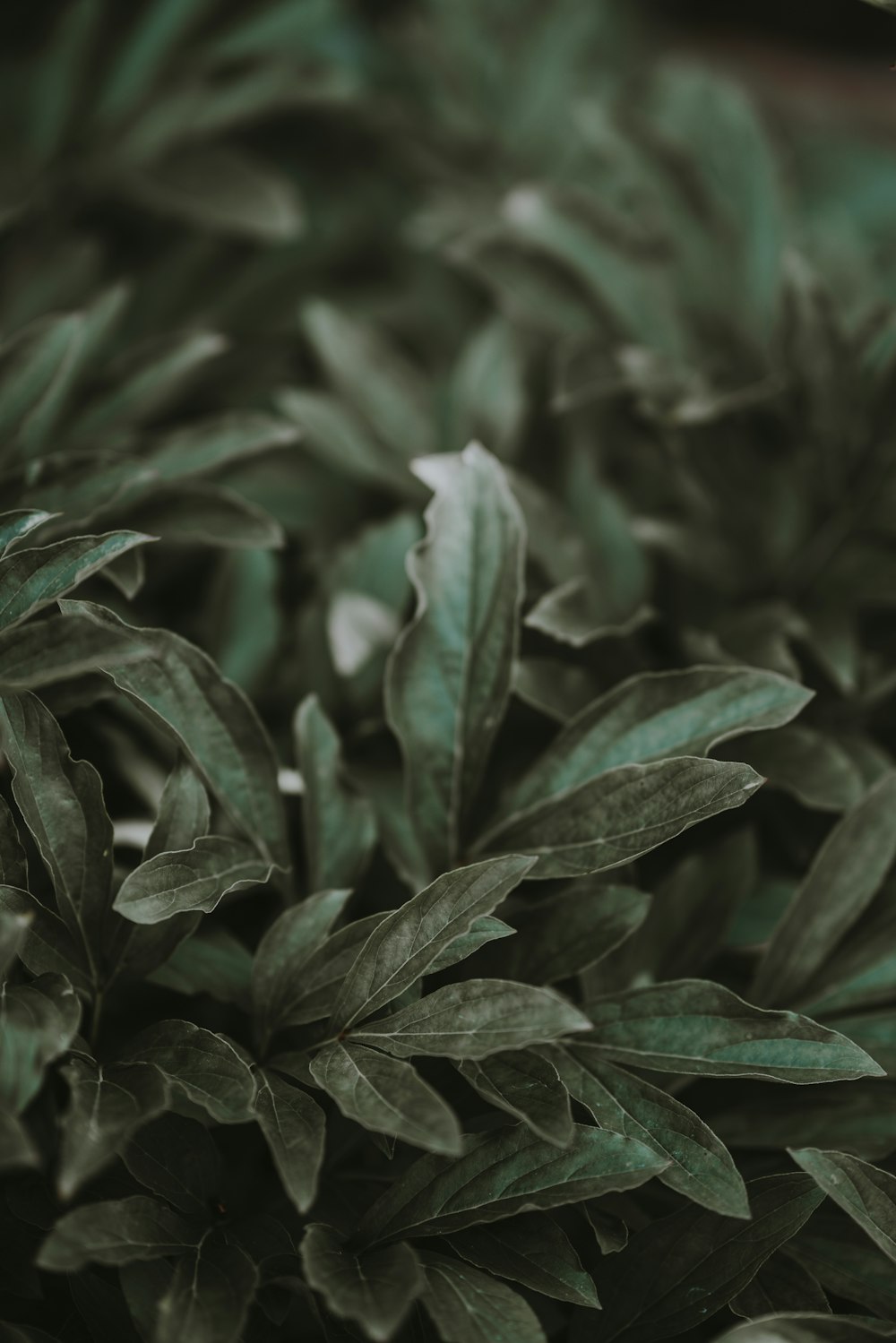 green leaf plants during daytime