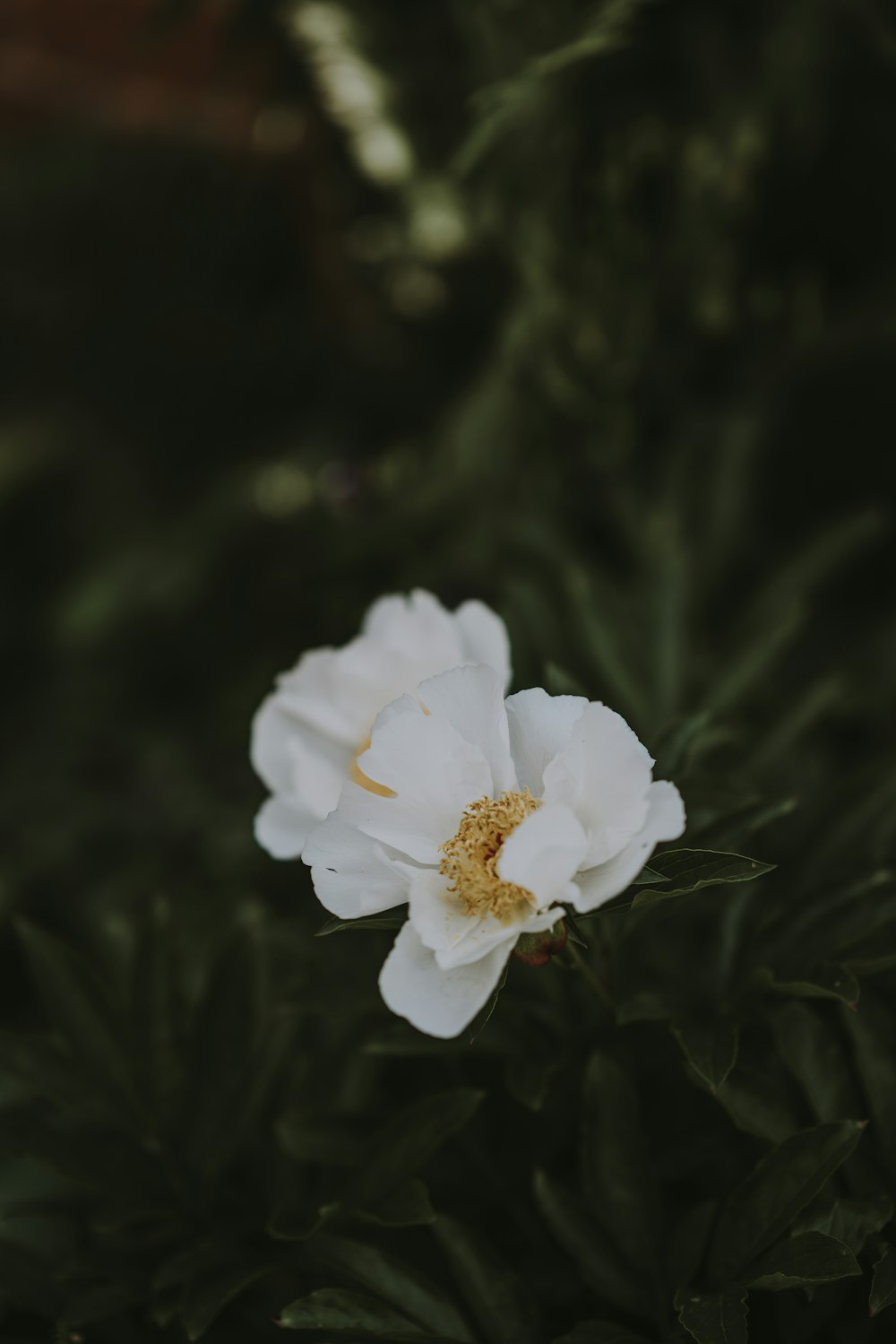 fotografia de closeup de flor de pétala branca