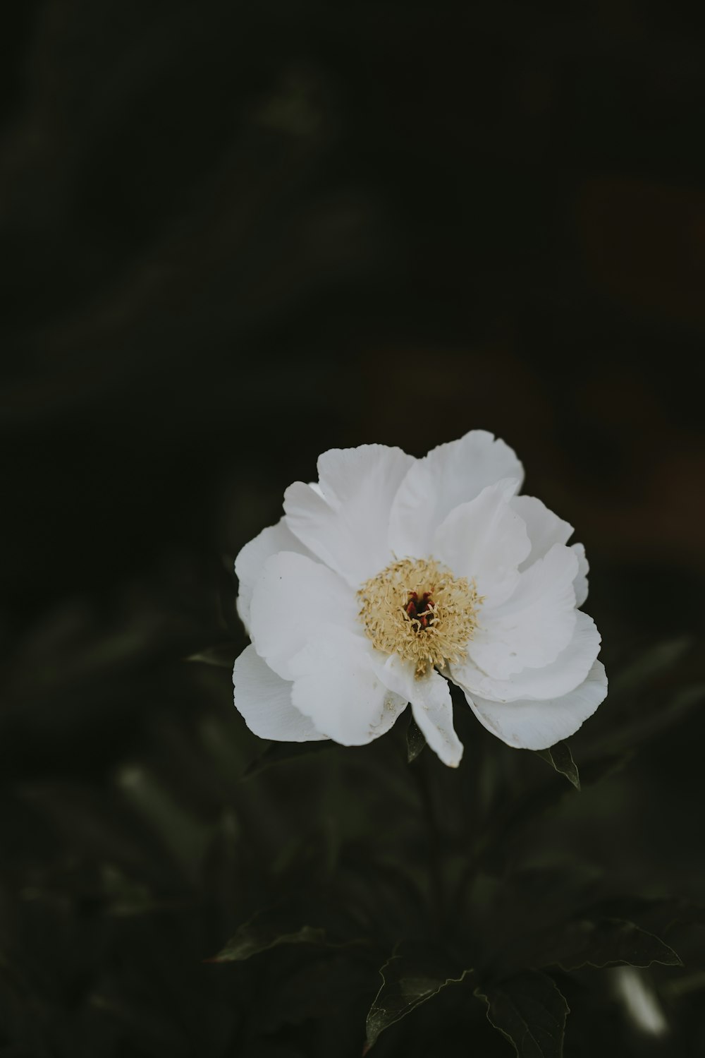 Selektives Fokusfoto einer weißblättrigen Blume