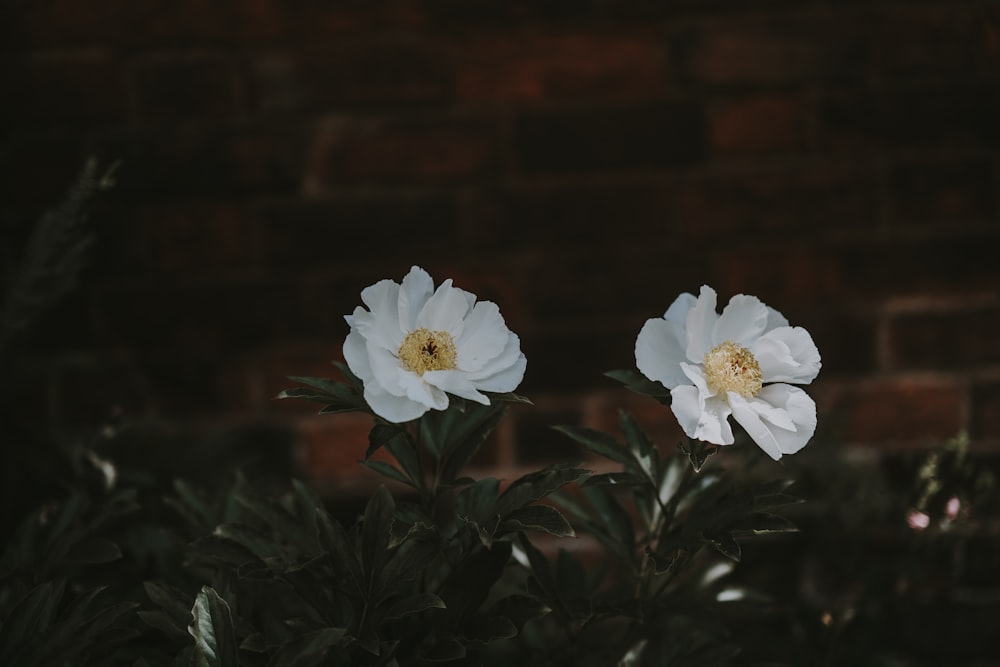 pivoines blanches en fleur photo en gros plan