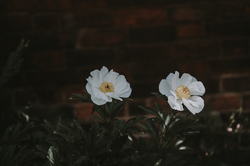 white peonies in bloom close-up photo