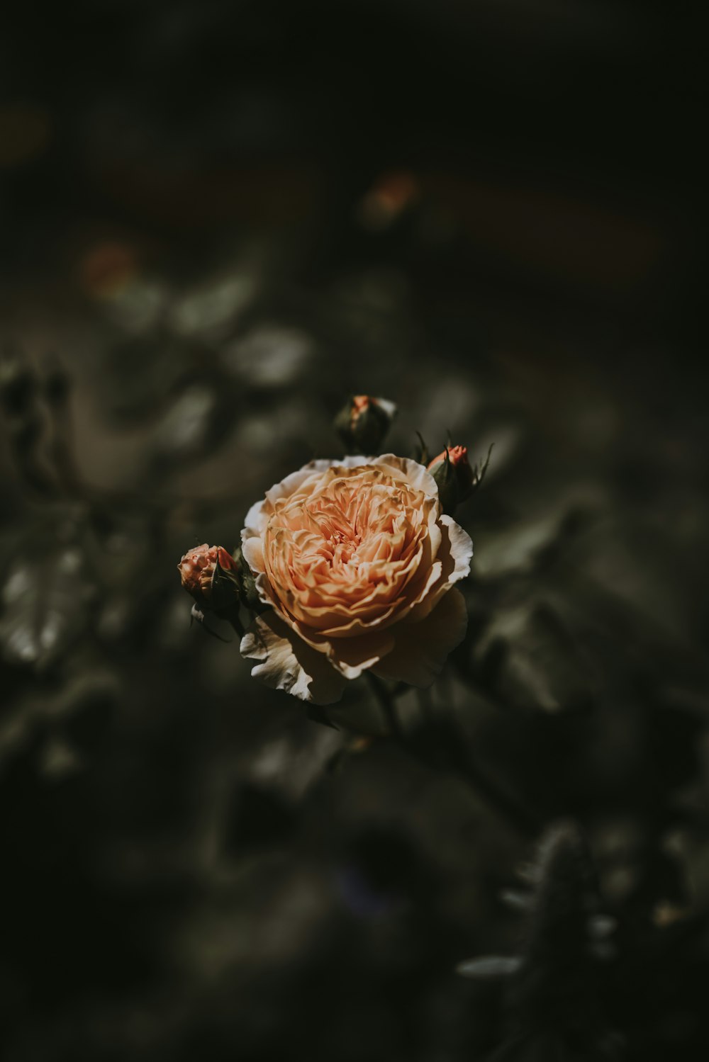 orange flower selective focus photography