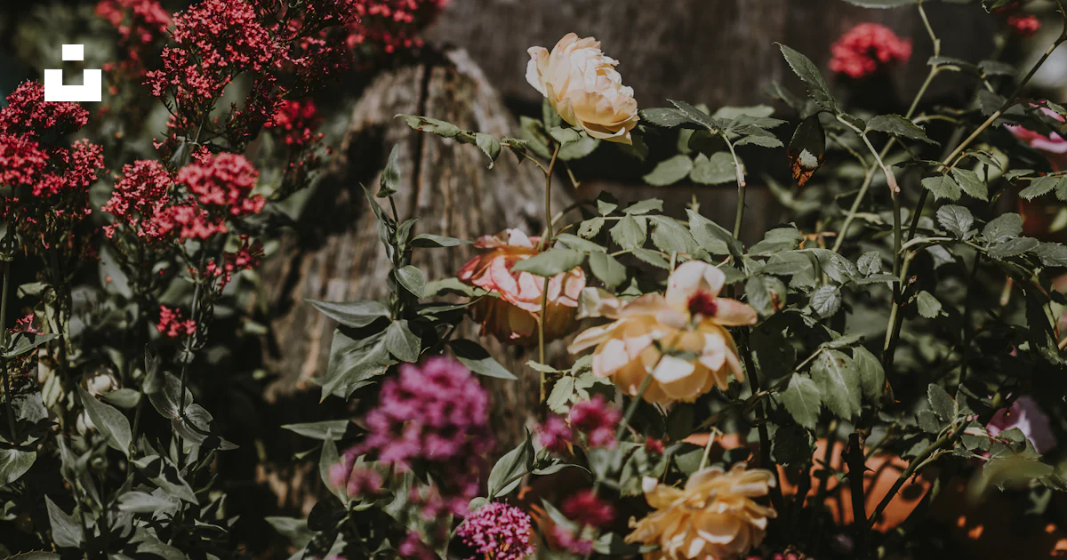 昼間の樽の近くのバラの色の庭の写真 – Unsplashの花の無料画像