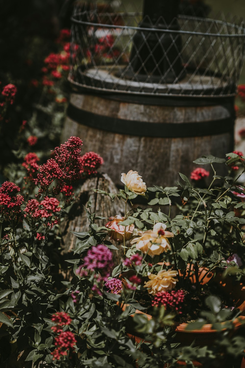 assorted-color garden of rose near barrel at daytime