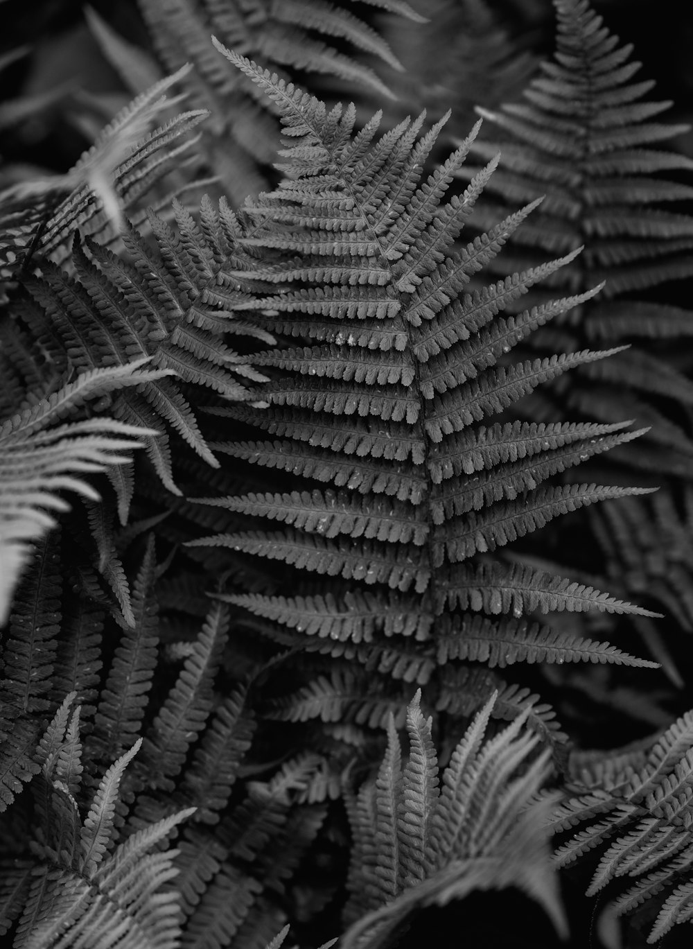 grayscale photography of plants