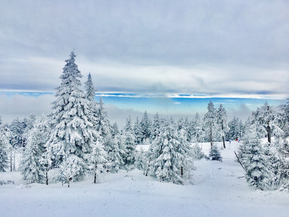 trees covered by snow