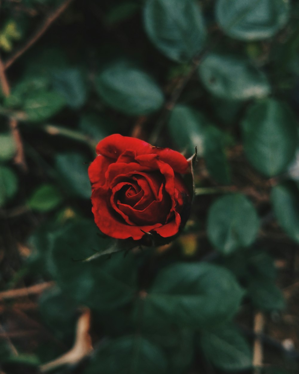 Fotografia a fuoco selettivo della pianta di rosa rossa