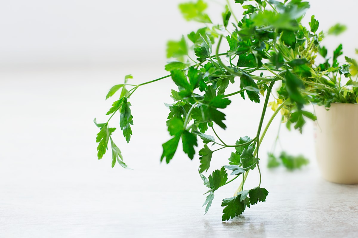How to Grow Parsley