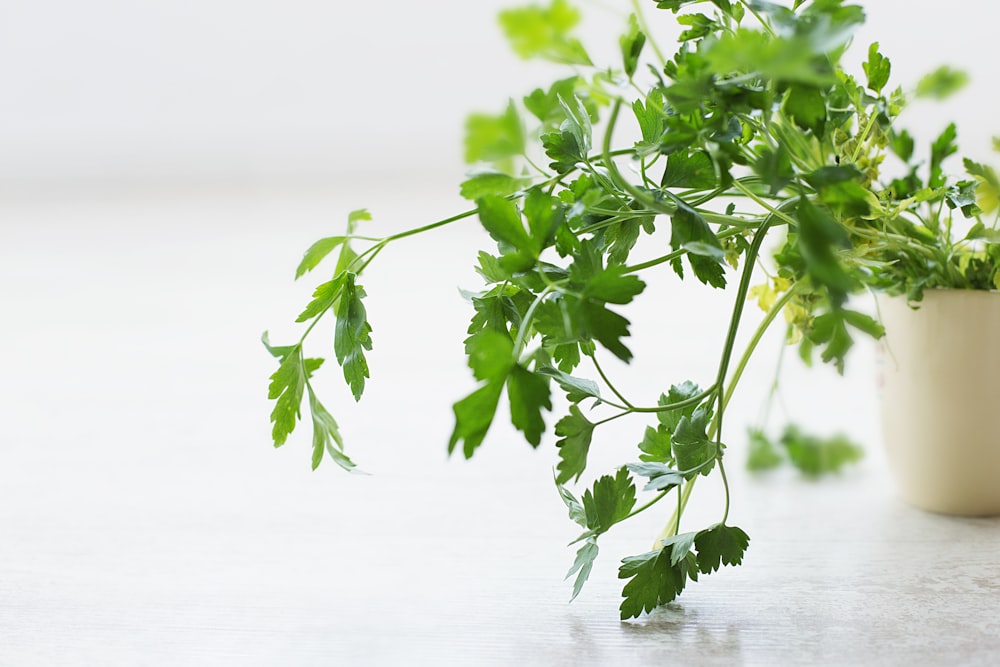 closeup photo of green leafed plant