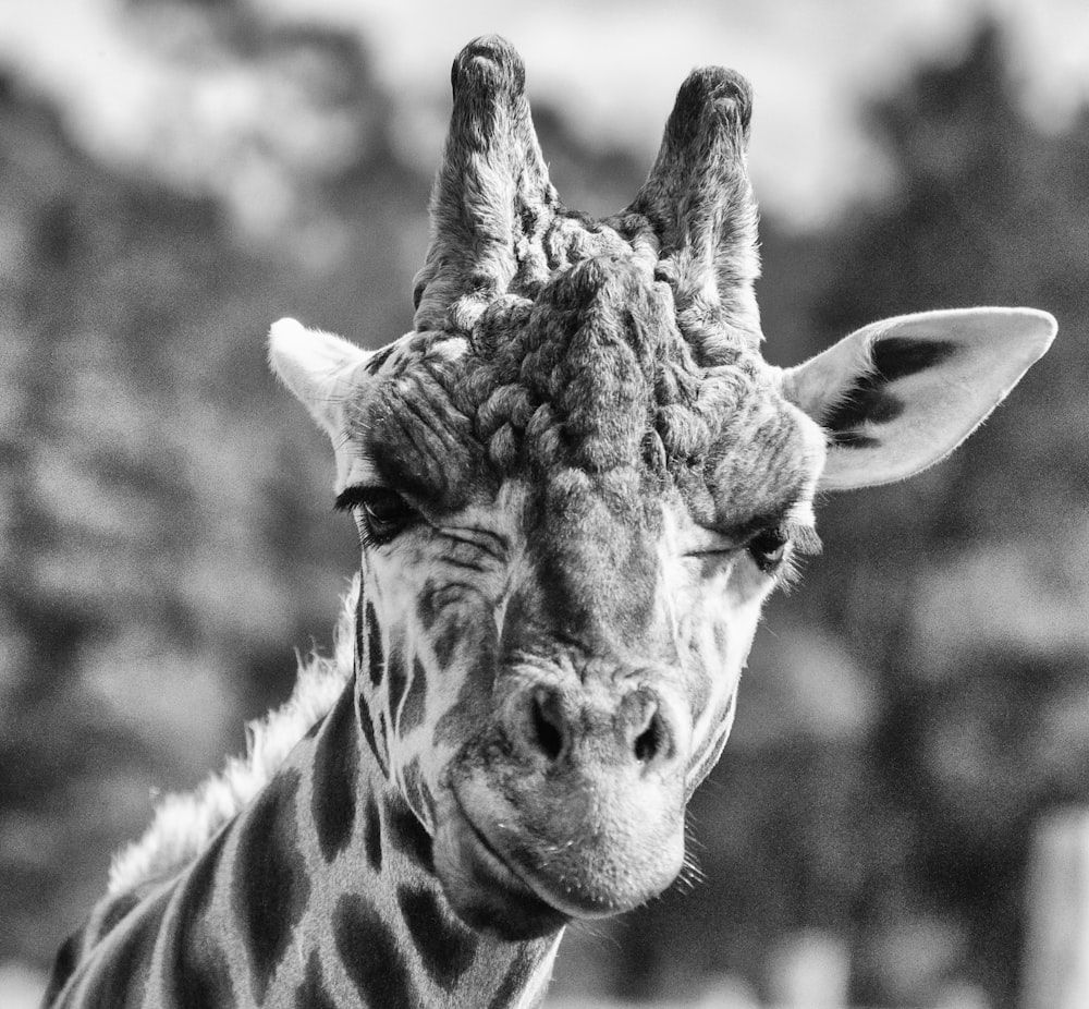 fotografia em tons de cinza do rosto da girafa