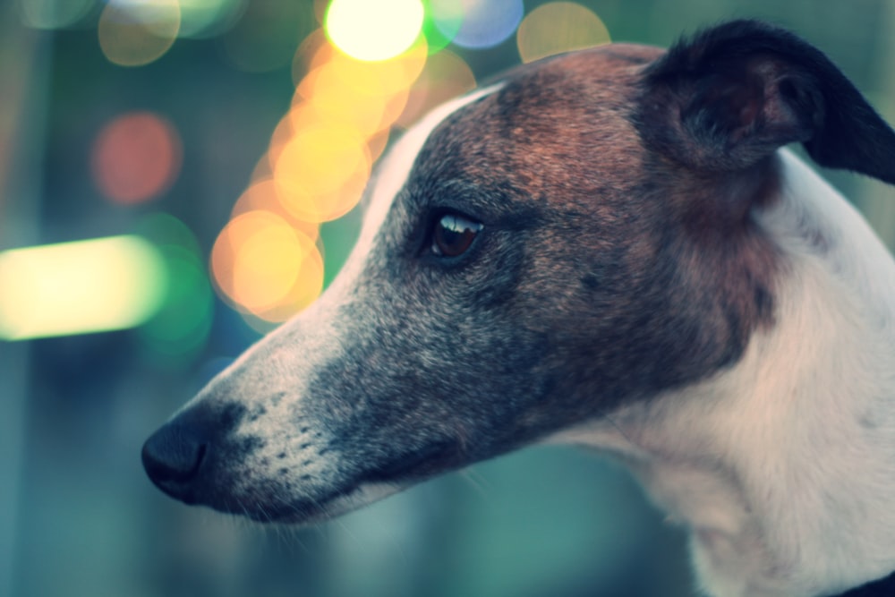 photo of brown and white dog