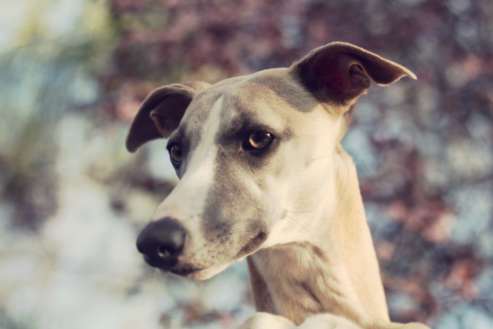 adult greyhound selective photography