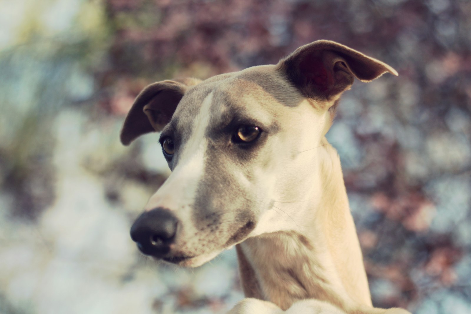 DIY Enrichment for a Whippet (One Hour, Indoor)