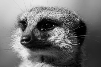 A powerful portrait of a black-footed ferret peeking from its burrow at dawn.