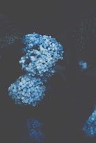 Clusters of vibrant blue hydrangea blossoms are set against a dark, moody background with subtle hints of green from the leaves. The flowers are richly colored, creating a striking contrast against the shadowy surroundings.