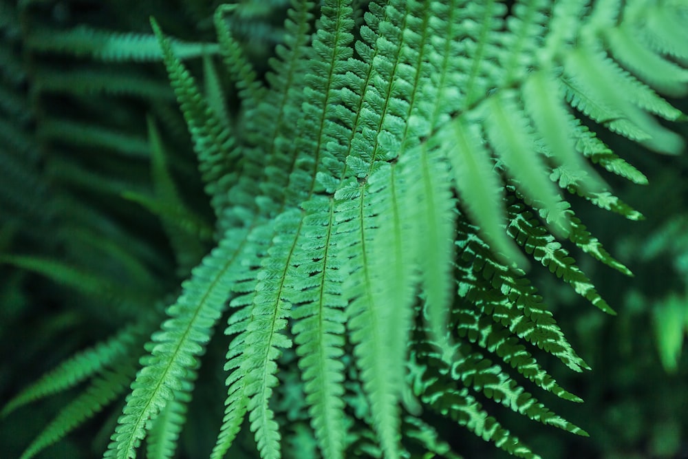 closeup photography of fern plants