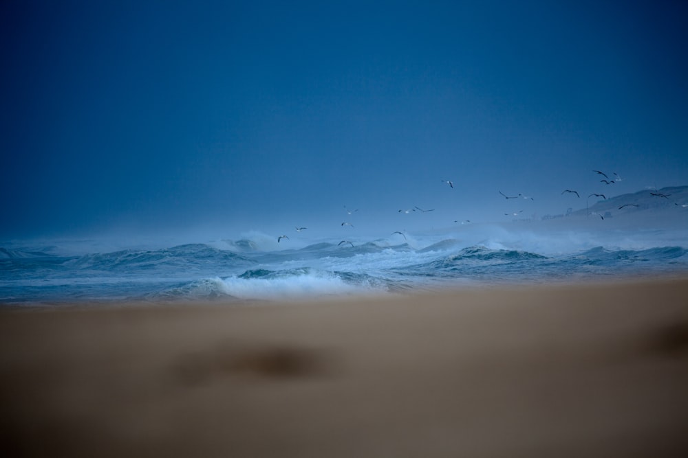 seagull hovering over ocean