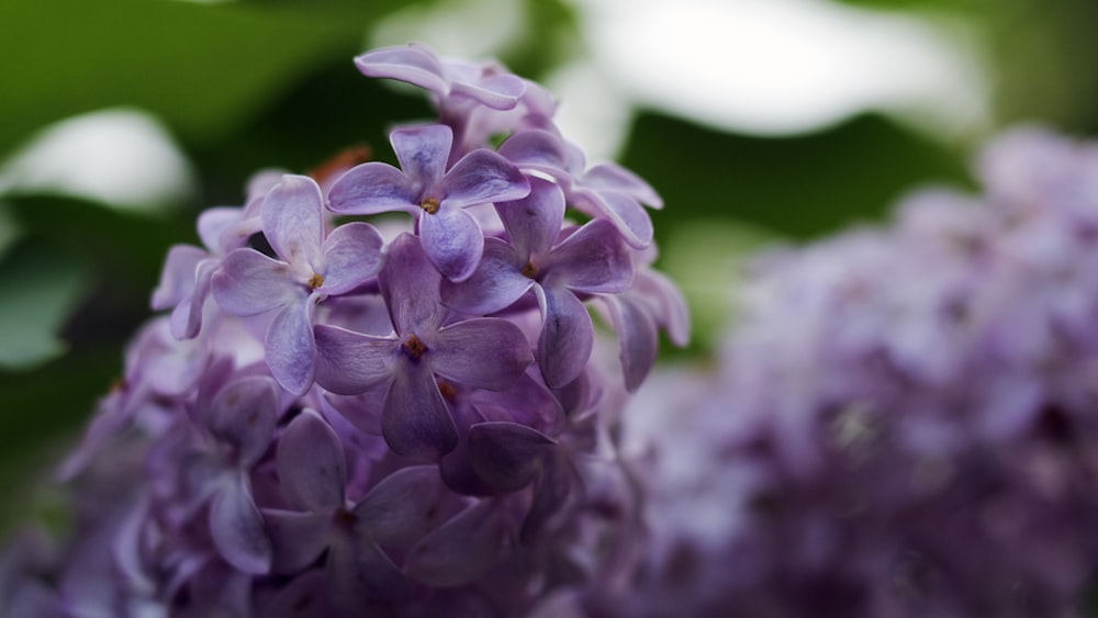 Fotografia a fuoco selettiva di fiori dai petali viola