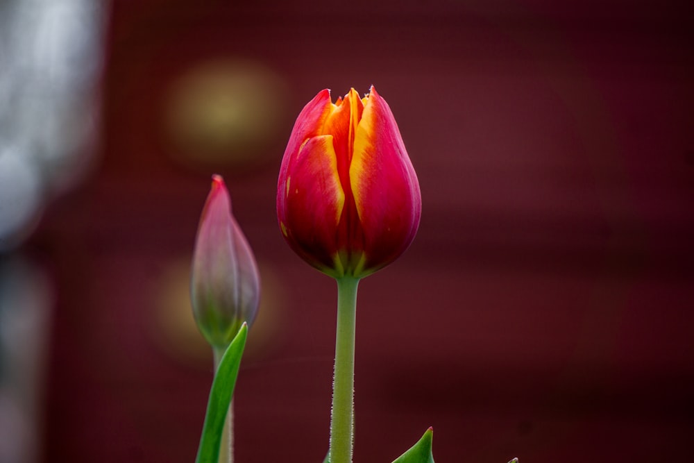 pink and yellow tulips