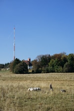 A farmer using a smartphone in a green pasture with goats and sheep around, symbolizing digital transformation in livestock care.