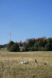 Sheep grazing in a field with a farmer negotiating sales via mobile app.