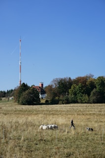 A pastoral scene featuring a herd of sheep in a grassy field with a person walking beside them and a dog nearby. In the background, there is a large telecommunications tower and a building partially obscured by trees under a clear blue sky.