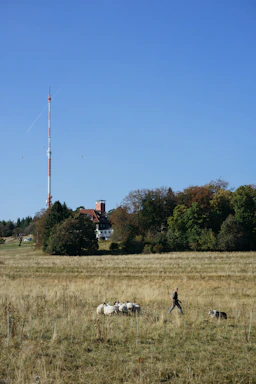 A pastoral scene featuring a herd of sheep in a grassy field with a person walking beside them and a dog nearby. In the background, there is a large telecommunications tower and a building partially obscured by trees under a clear blue sky.