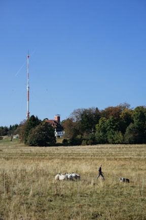 A pastoral scene featuring a herd of sheep in a grassy field with a person walking beside them and a dog nearby. In the background, there is a large telecommunications tower and a building partially obscured by trees under a clear blue sky.