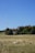 A pastoral scene featuring a herd of sheep in a grassy field with a person walking beside them and a dog nearby. In the background, there is a large telecommunications tower and a building partially obscured by trees under a clear blue sky.