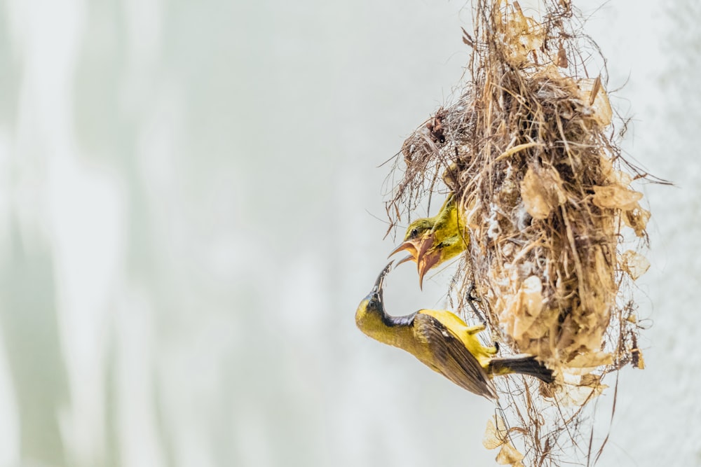 brown bird on nest