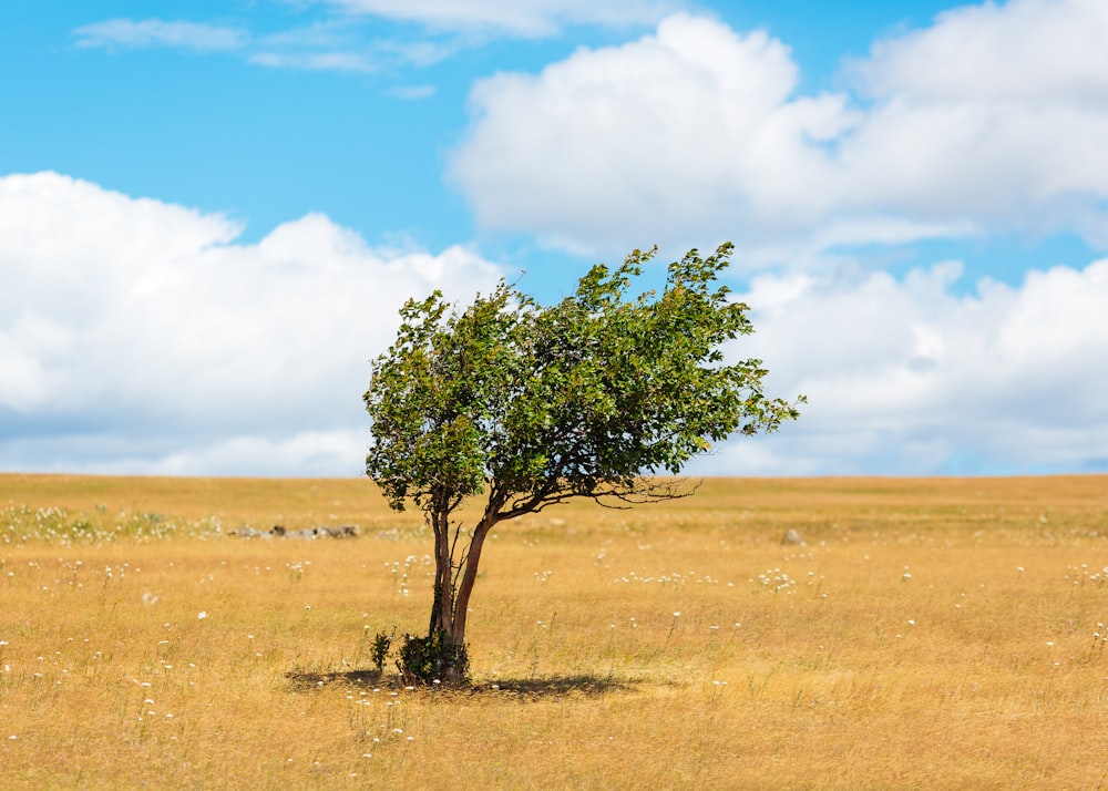 green leafed tree surrounded with grass