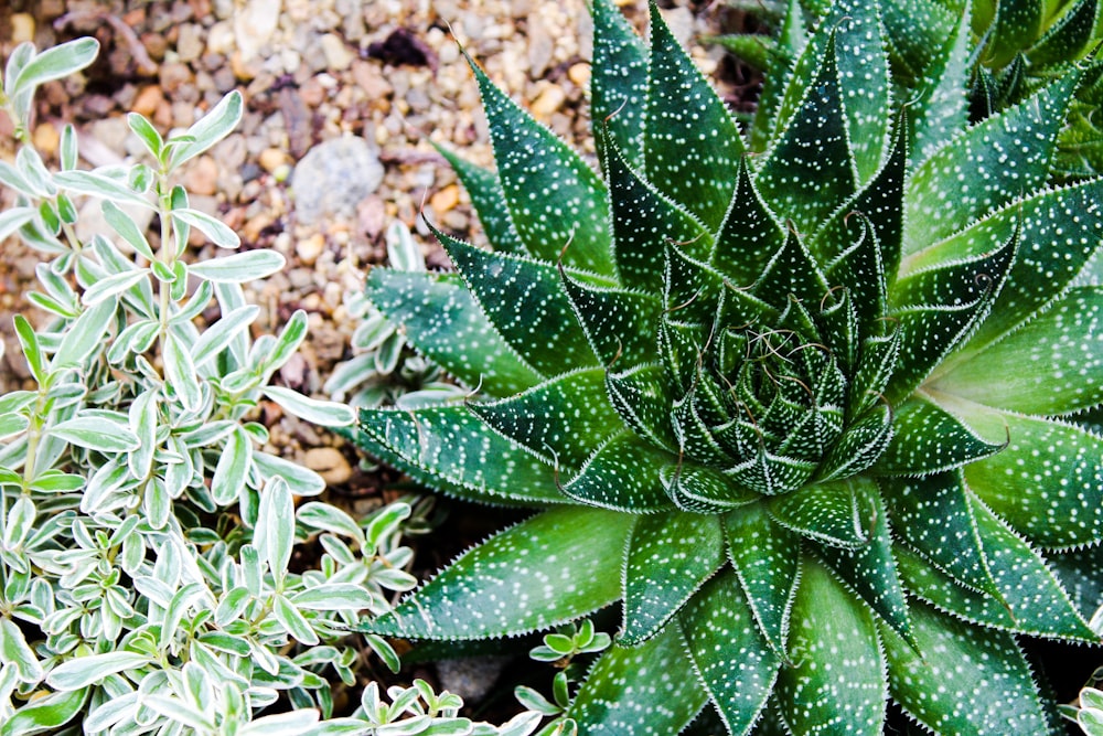 macro shot of green plant