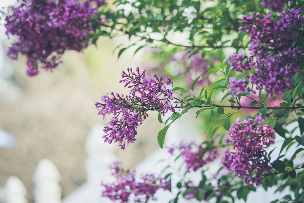 Fleurs pourpres