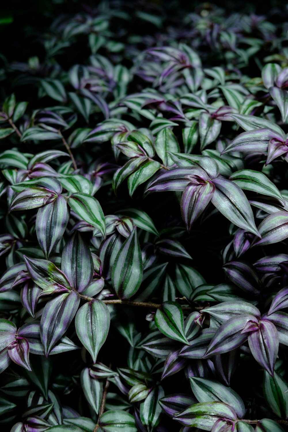 Foto de planta de hojas moradas