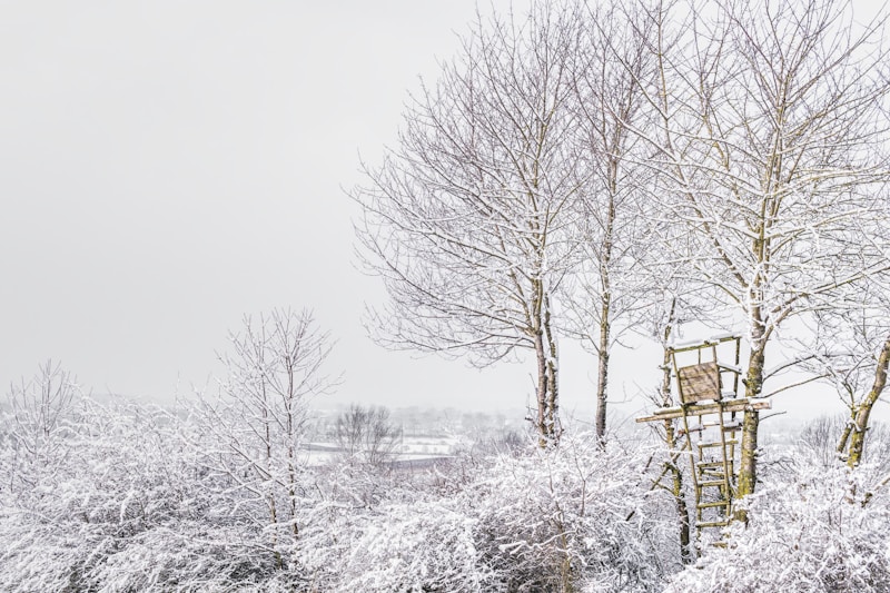Treehouse