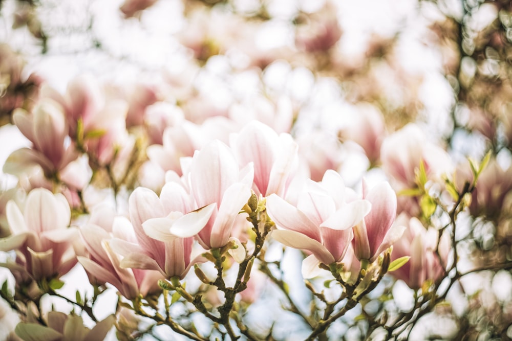 白とピンクの花の植物