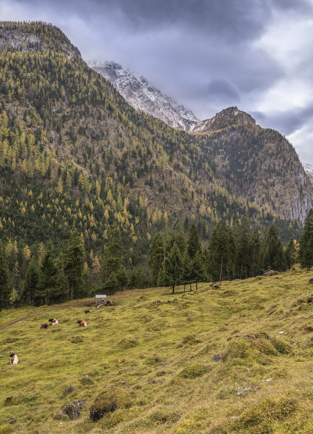 mountain covered with snow