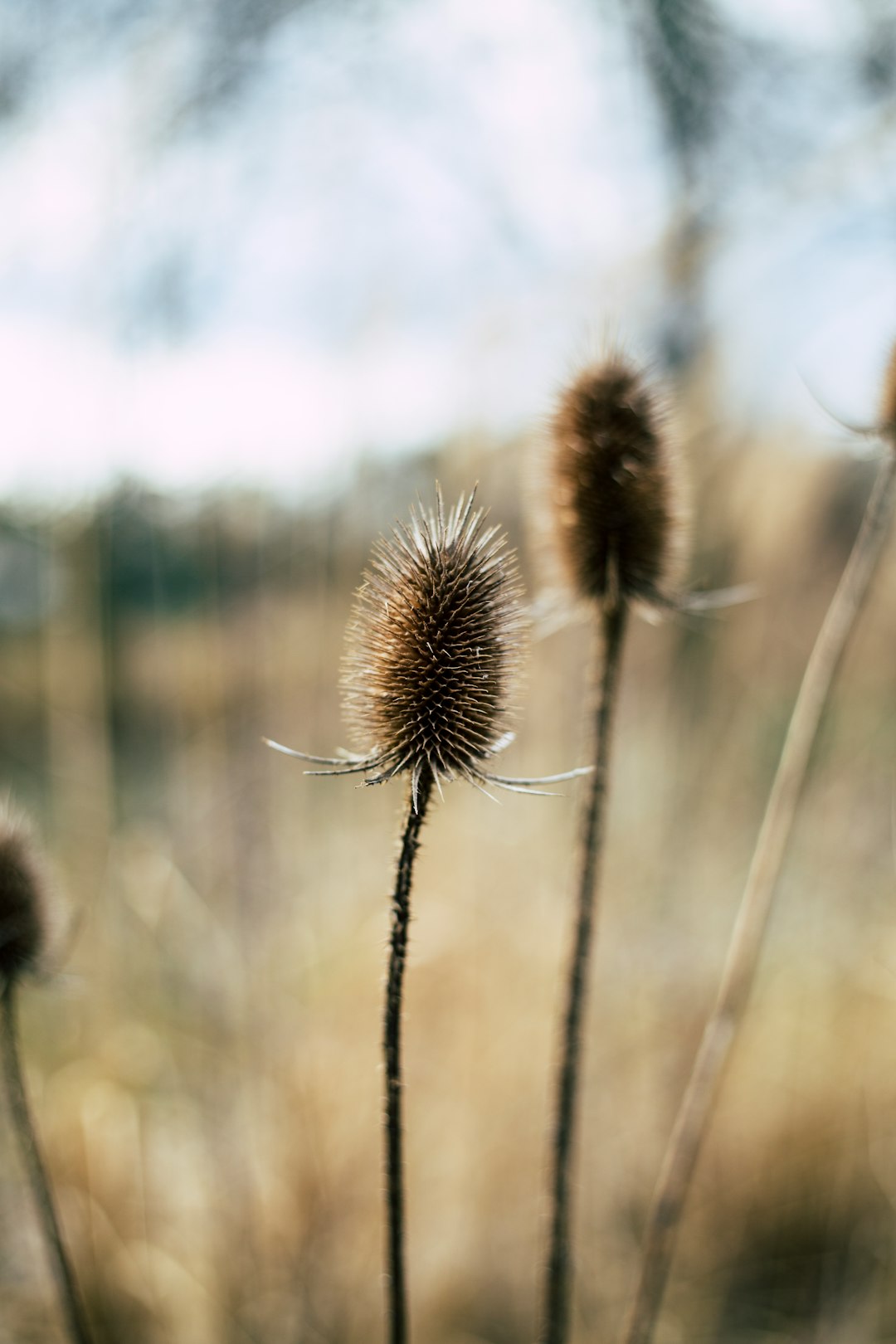 selective focus photography of grass field