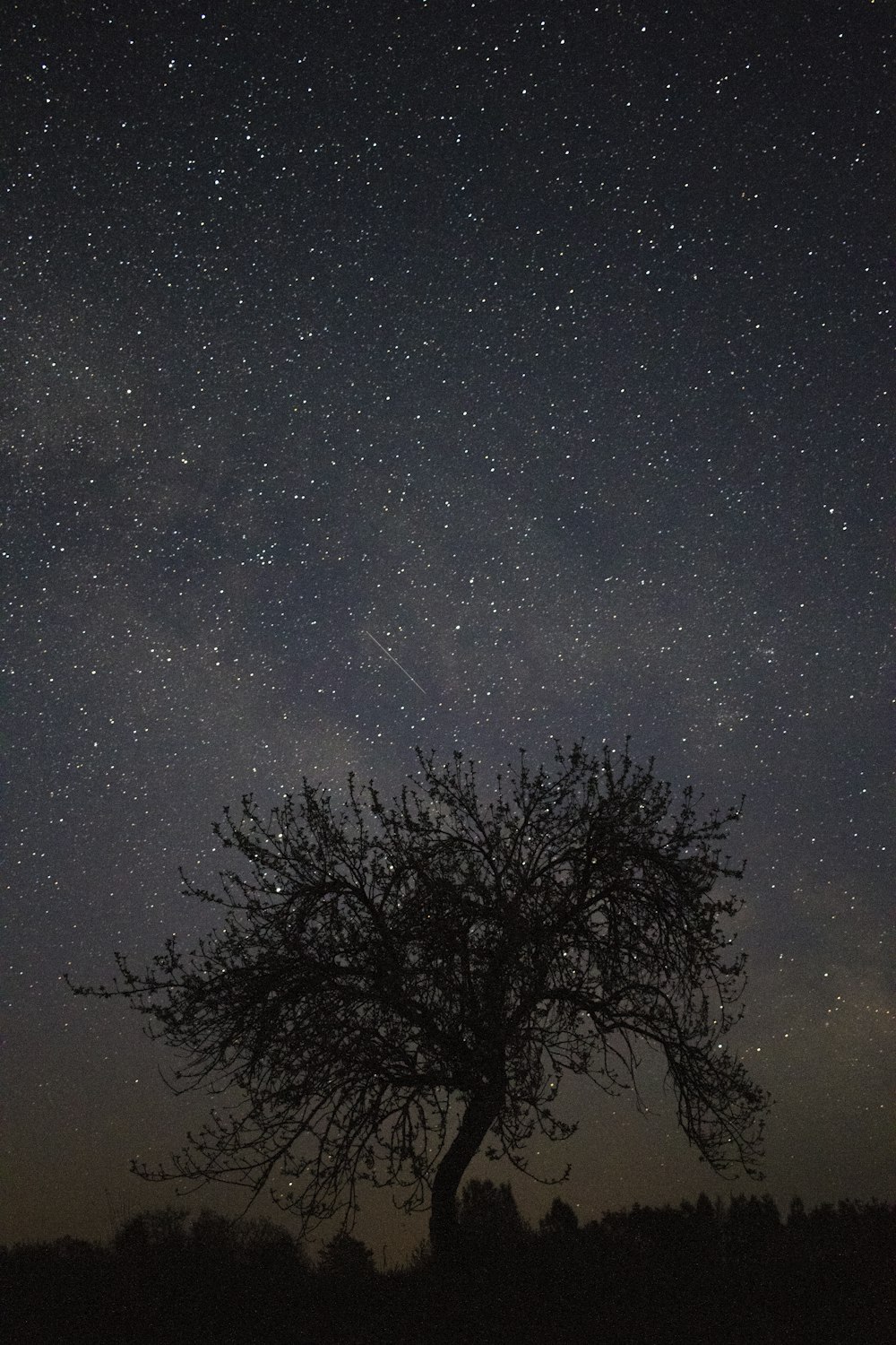 silhouette photo of a tree