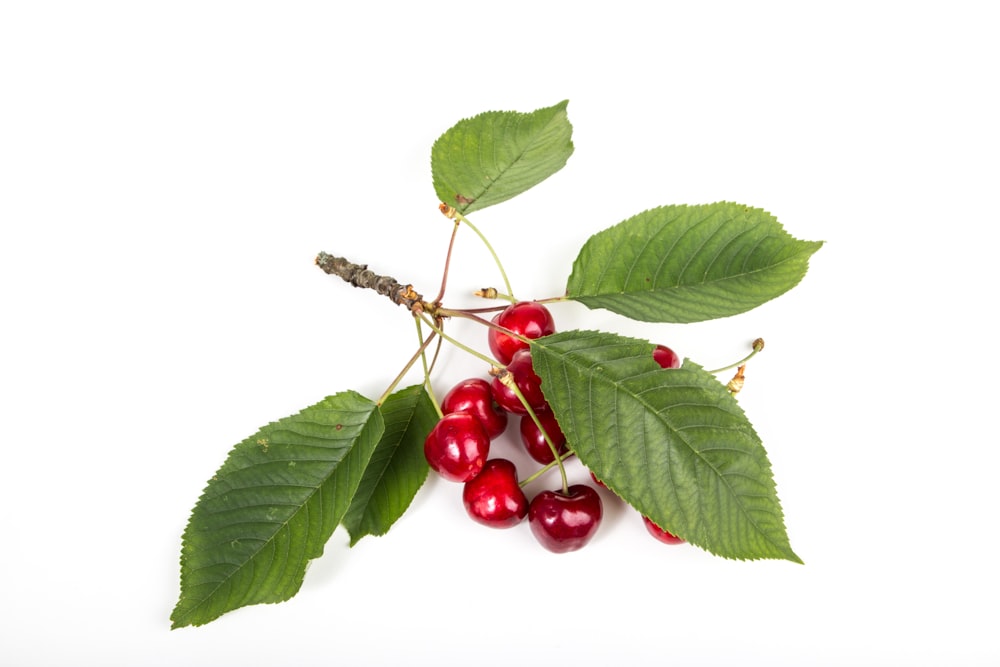 cherries and leaves on white surface