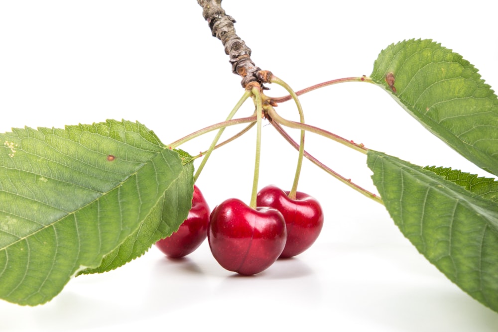 photo of red cherry fruit