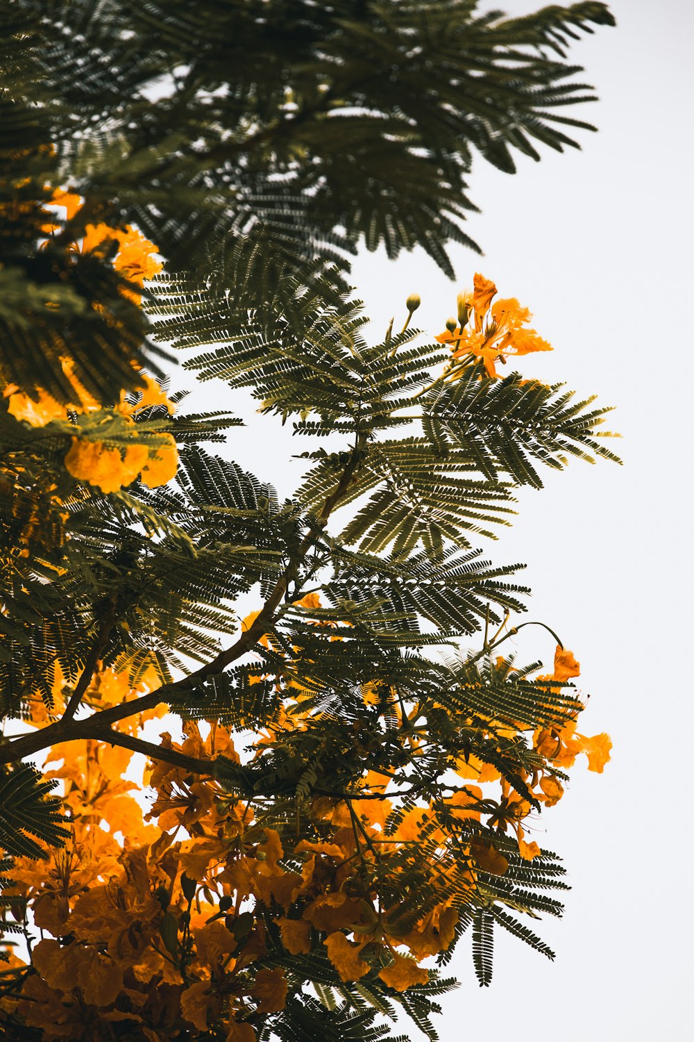 オレンジ色の花びらの木